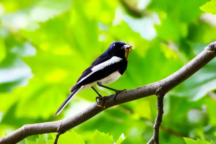 浑身黑白相间的鹊鸲