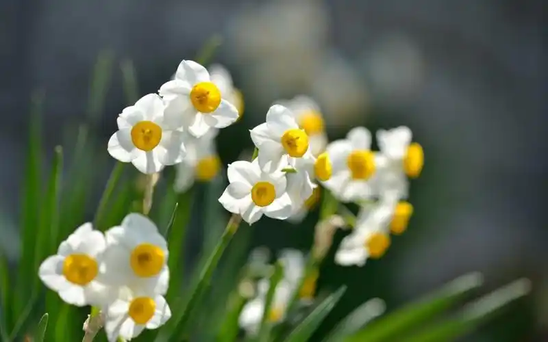 how to grow most beautiful narcissus flower