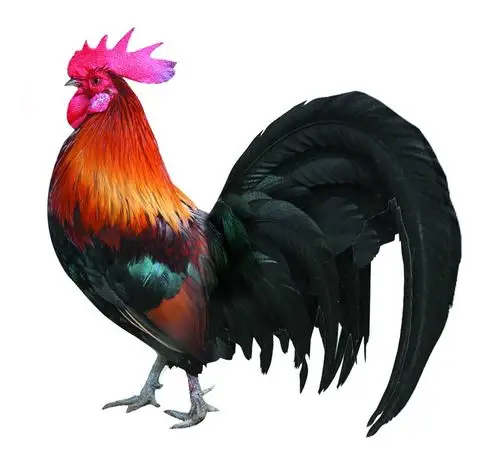 狙击手n!004070,即您持有的本鸡鸡今天有机会翻红吗?谢谢!