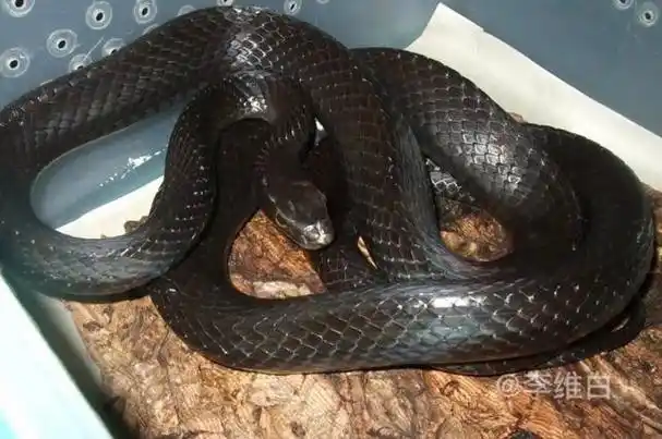 农村常见的蛇图片大全,农村十大无毒蛇-图7