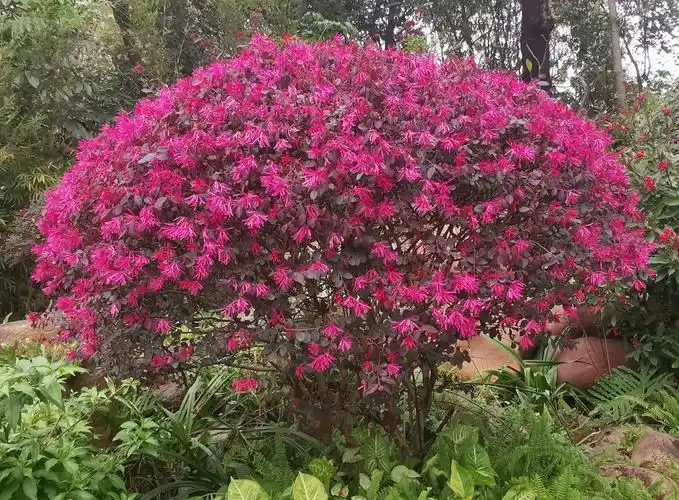 檵木是常绿灌木或小乔木,非常欢迎的观赏植物.