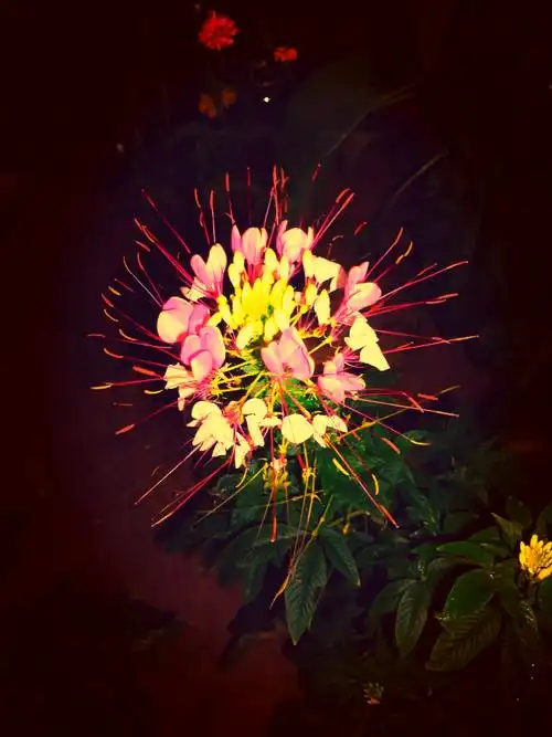 黑夜中的笑脸(夜拍小花)(副本)