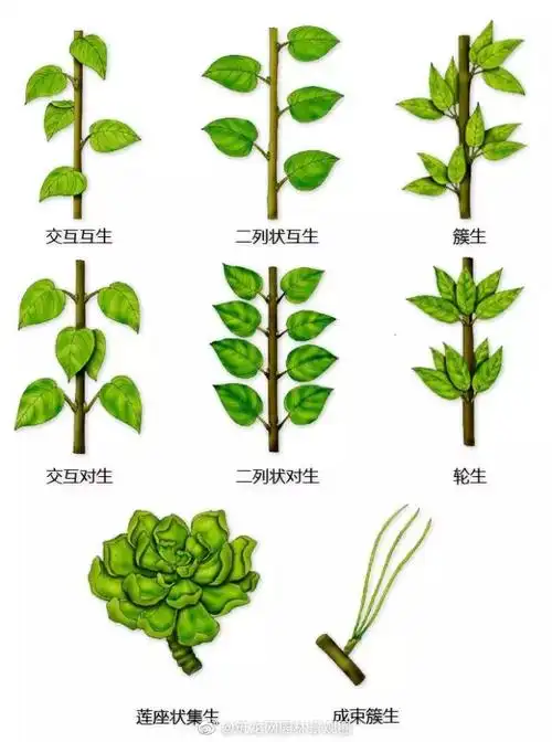 园林景观##景观设计##设计##景观##庭院设计##植物