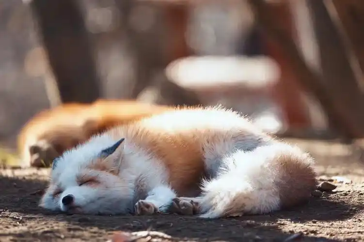 陶醉的小狐狸 - 有趣的宠物2453144796