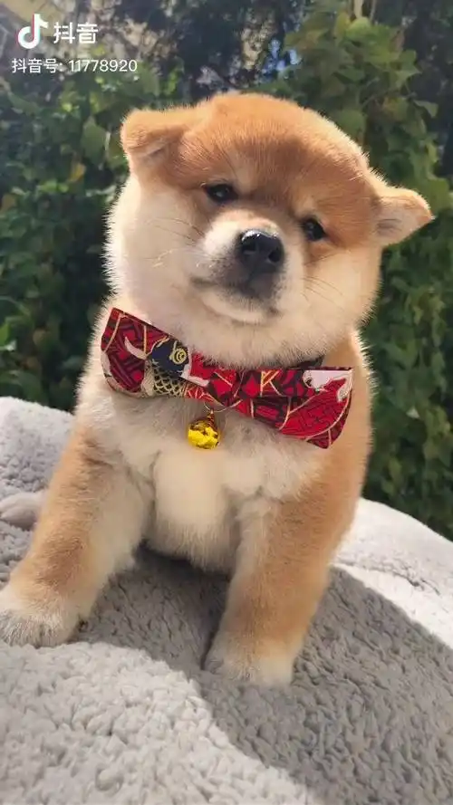 你为什么帅成这样柴犬小奶狗