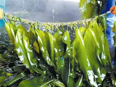 昆布的功效作用