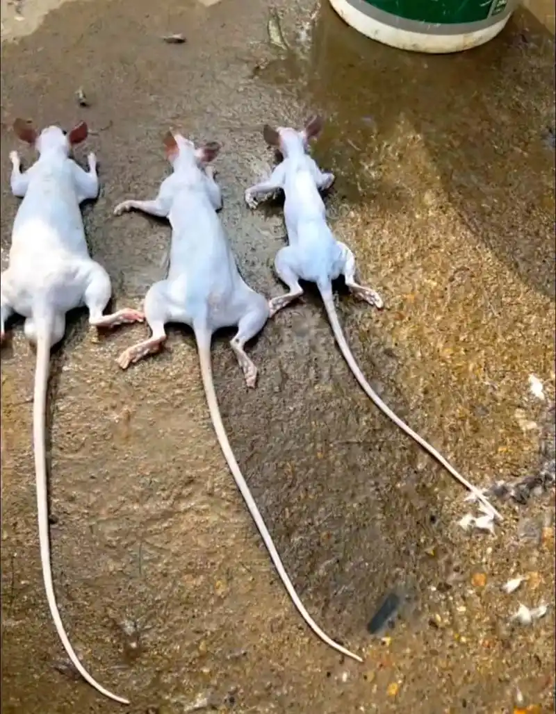 白肚山鼠 40一斤顺丰快递包邮