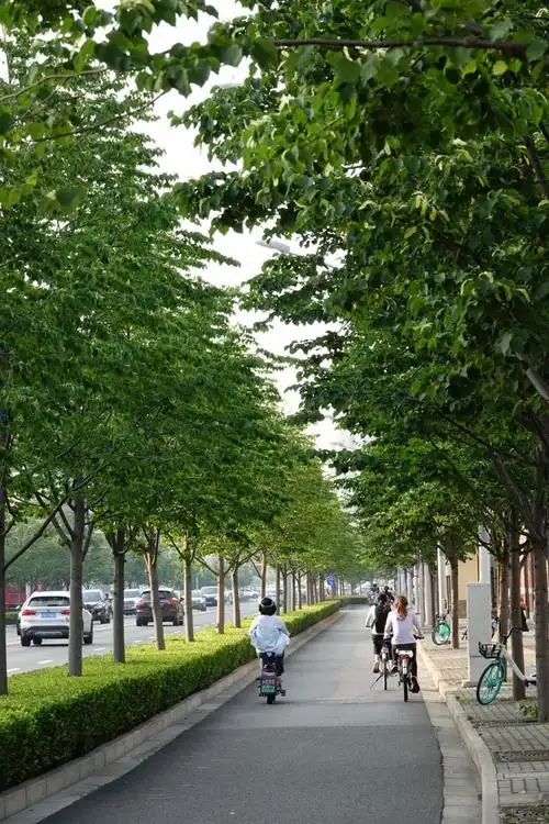 【科普】申城的行道树,为什么会选择这些品种?