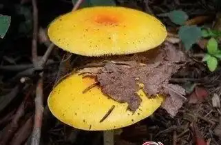 这些是毒蘑菇!不能吃!请对照图片!