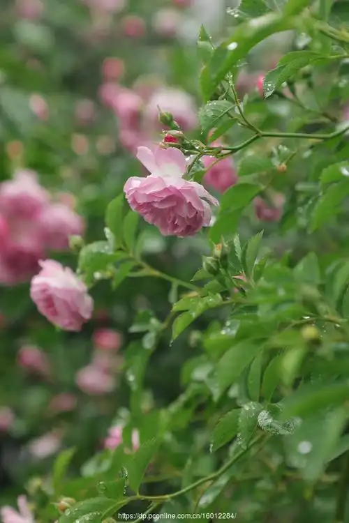【蔷薇花摄影图片】生态摄影_太平洋电脑网摄影部落