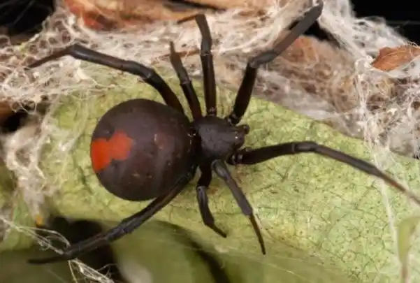 世界上最毒的10种蜘蛛 见到了一定要绕着走