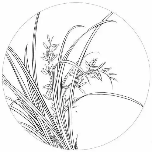 手绘兰花线稿,兰花手绘线稿_大山谷图库