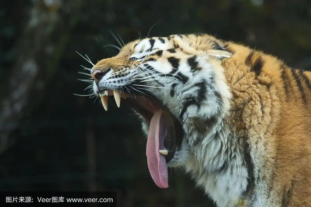 老虎的头和张开的嘴.