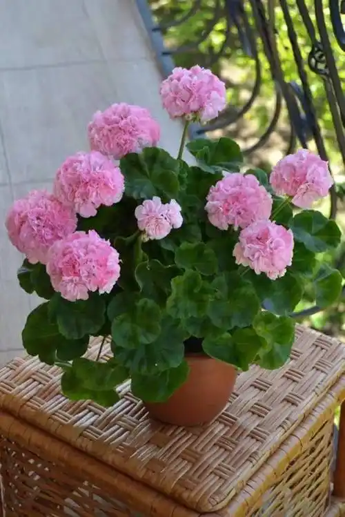 天竺葵开花多又美家里养几盆繁花满枝典雅又迷人