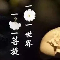 一花一世界一叶一菩提微信头像点击鼠标右键下载