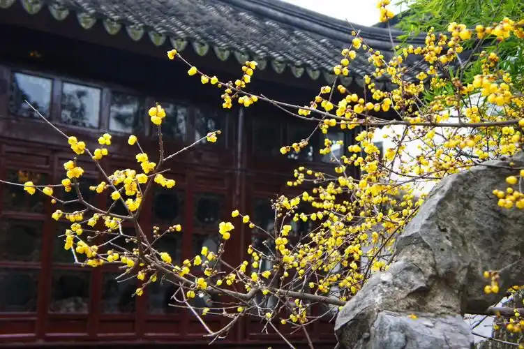 寒冷的冬天,腊梅花香.