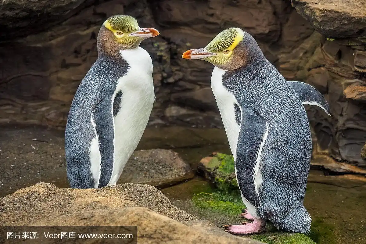 新西兰,企鹅,野外动物,公亩,拖拽