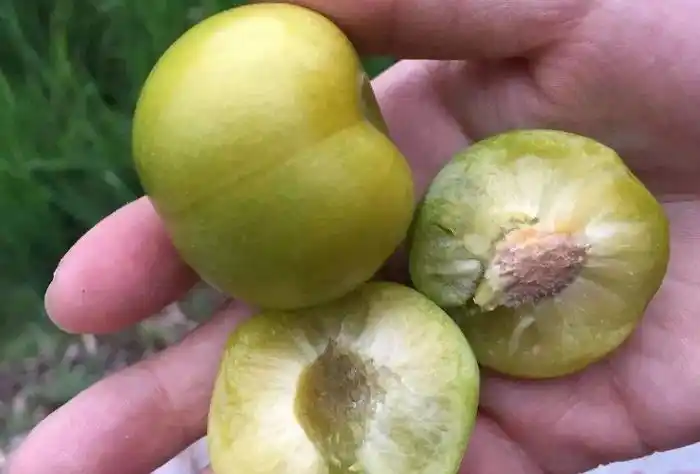 7-8月份正是李子成熟的好季节,酸酸甜甜的李子让人胃口大开,鲜吃李子