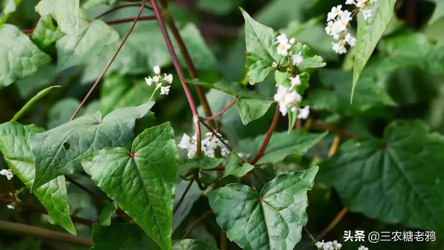野生的金荞麦村口有一棵野生的金荞麦只有一棵不知从何而来