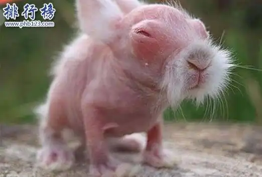 世界上最恐怖兔子:肿瘤兔(脸上长满黑色肿瘤)