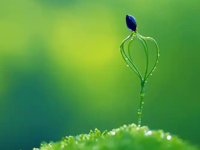 发芽,绿意浓,水珠,绿色,护眼,清新,植物,thegreenmile,锁屏壁纸发芽