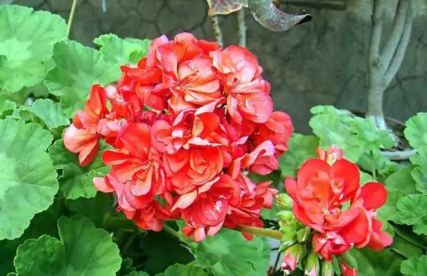 天竺葵的养殖方法_天竺葵有毒吗_天竺葵精油的功效 - 黔农网