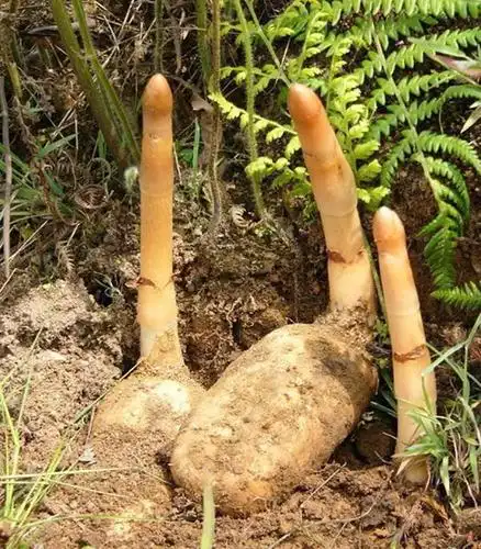 特级天麻 云南昭通小草坝特级野生天麻 可磨天麻粉 切天麻片