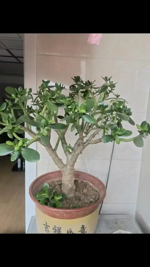 玉树修剪旺季来啦