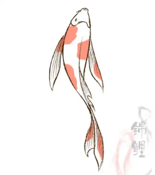 鲤鱼简笔画彩色国画锦鲤画法