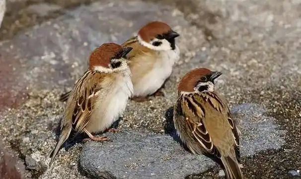 麻雀_燕子_鸟类