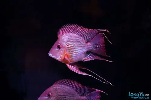 元宝凤凰 女神的"幸运之吻"