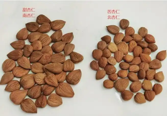 杏仁之苦甜说