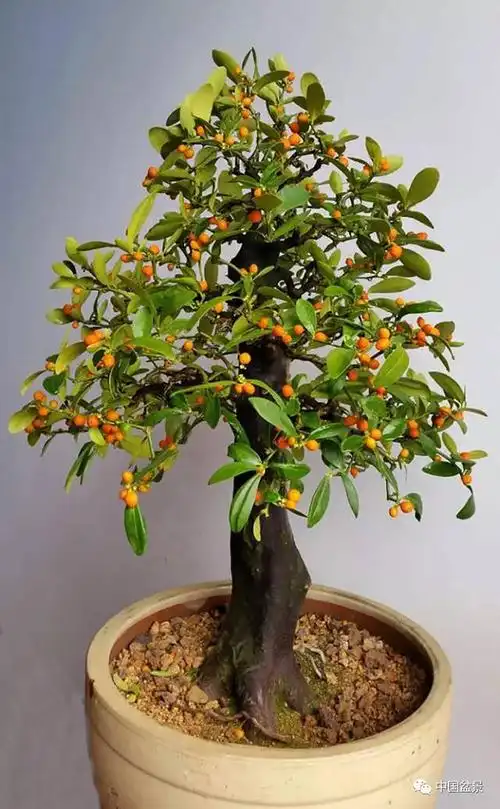 林能海-金豆盆景