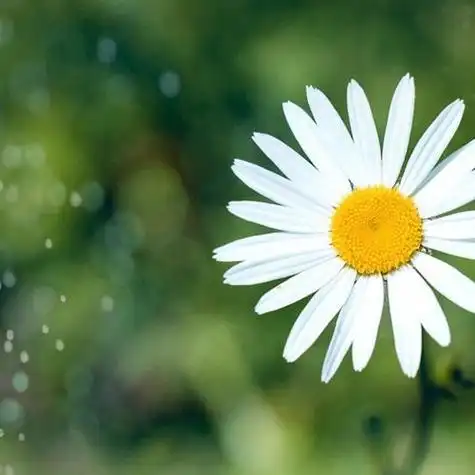 2021最美微信头像小花朵