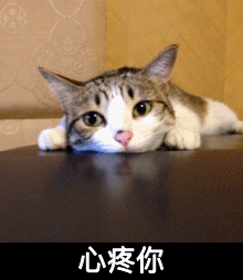 心疼你猫咪转眼珠趴桌子gif动图_动态图_表情包下载_soogif