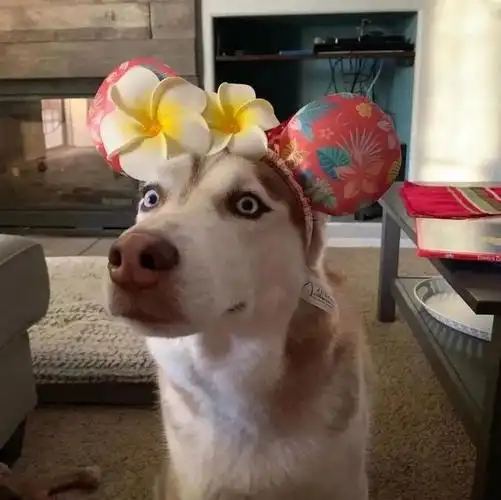 又沙雕又萌的宠物头像(一波高质量小动物头像)(4)