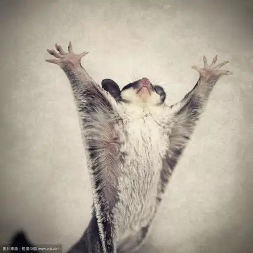 科普空中小精灵蜜袋鼯