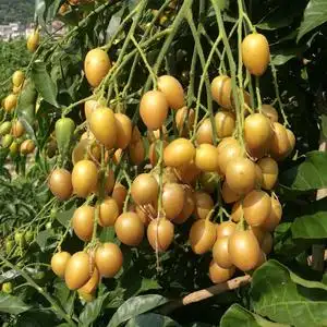 广东黄皮果水果图片