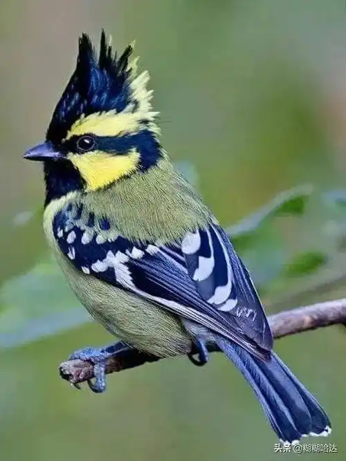 大自然珍贵罕见的鸟类,美丽活泼,呆萌可爱,体型奇特_小鸟_山雀_糊糊