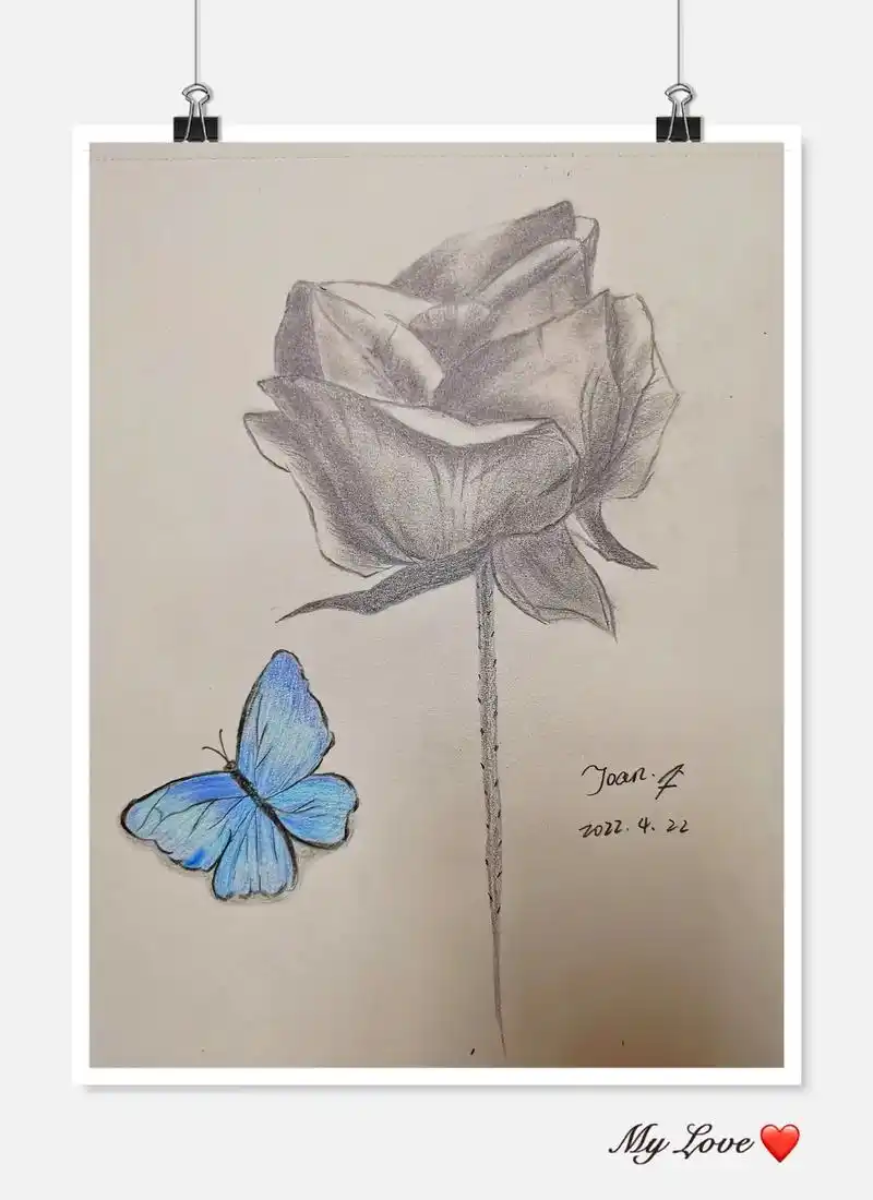 玫瑰花素描#彩铅蝴蝶 - 抖音