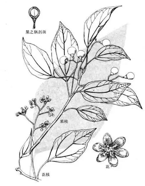 香樟树简笔画图片大全 第1页