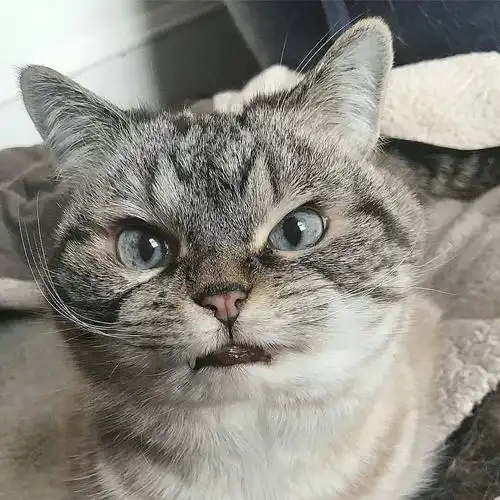 表情好凶的猫咪 zt