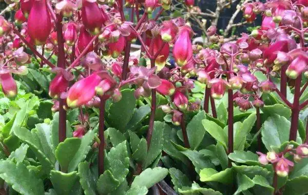 宫灯长寿花的叶插繁殖应注意的事项是啥?