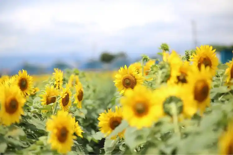 向日葵花田