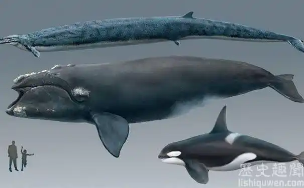 龙王鲸存在于什么时候