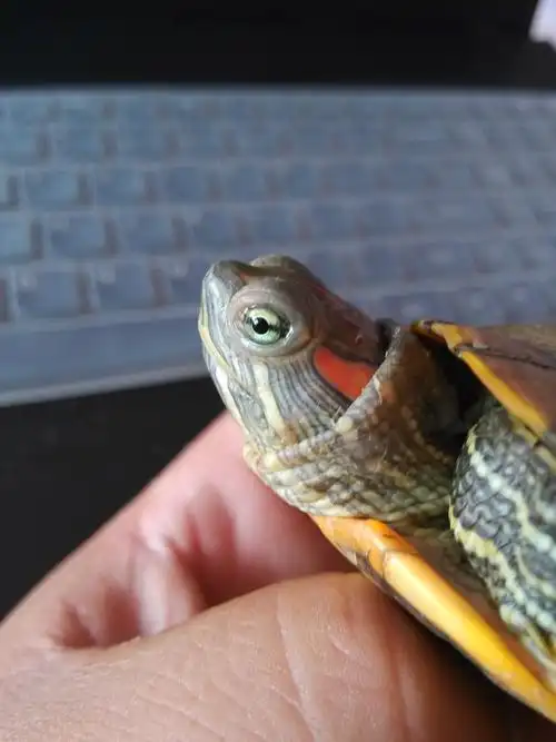 我家龟的眼睛有问题吗?我该怎么办?