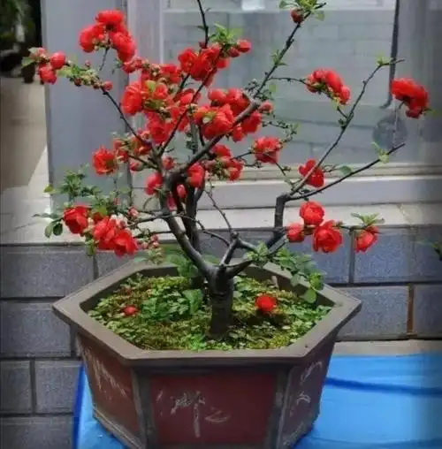 西府海棠图片 西府海棠树-佳迪双