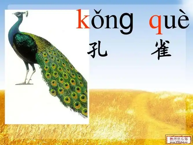 汉语拼音总复习练习题5