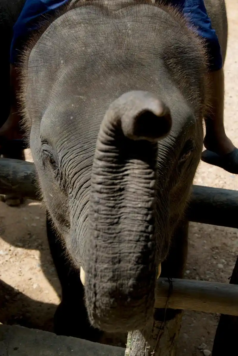【古人爱吃大象鼻子】中国古人很爱吃大象鼻子,将其视为人间美味.