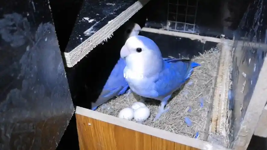 从开始养牡丹鹦鹉,一直就非常钟爱紫罗兰,那个时候一只紫罗兰母鸟更是